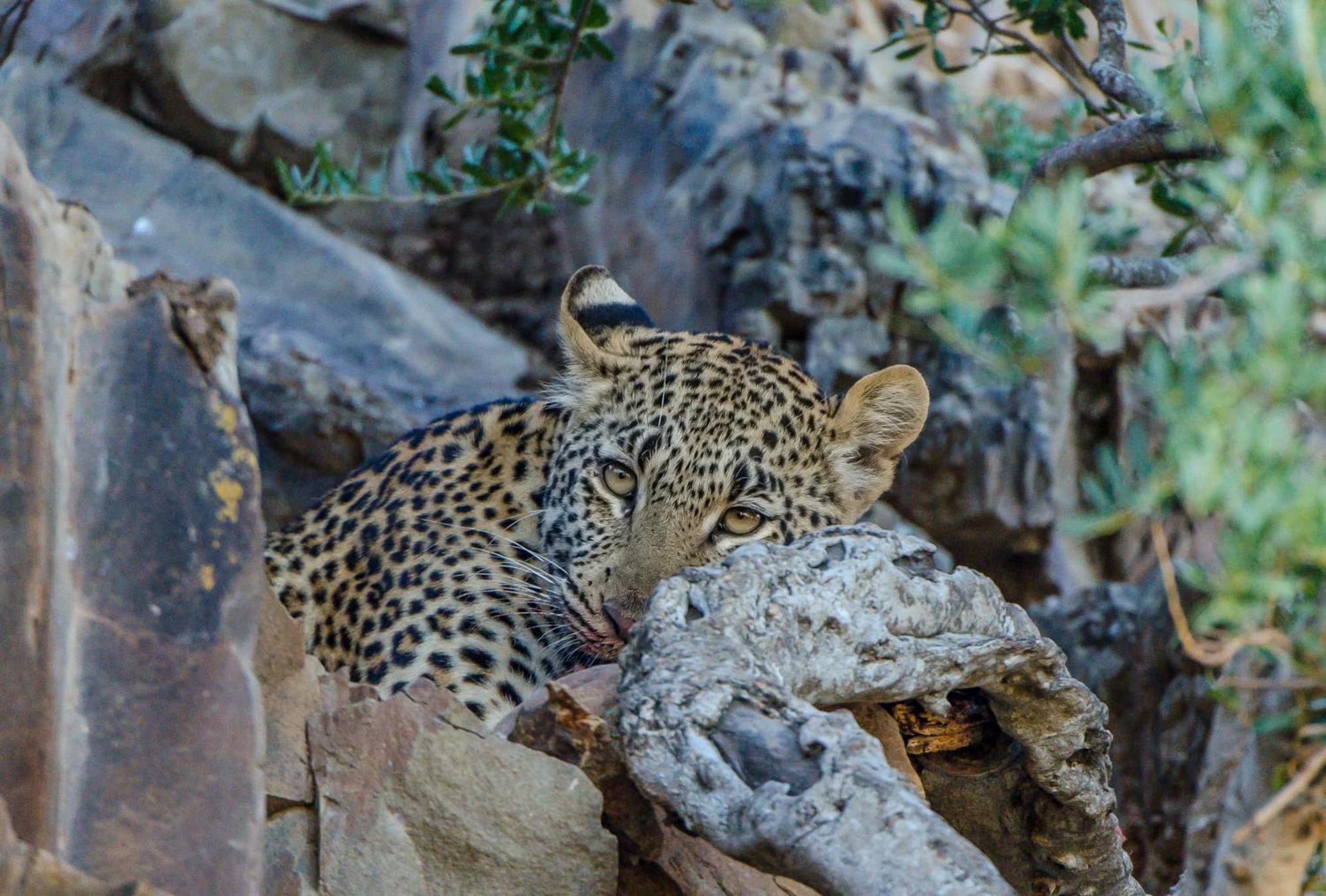 Kwandwe Private Game Reserve - Great Fish River Lodge Grahamstown Exterior foto