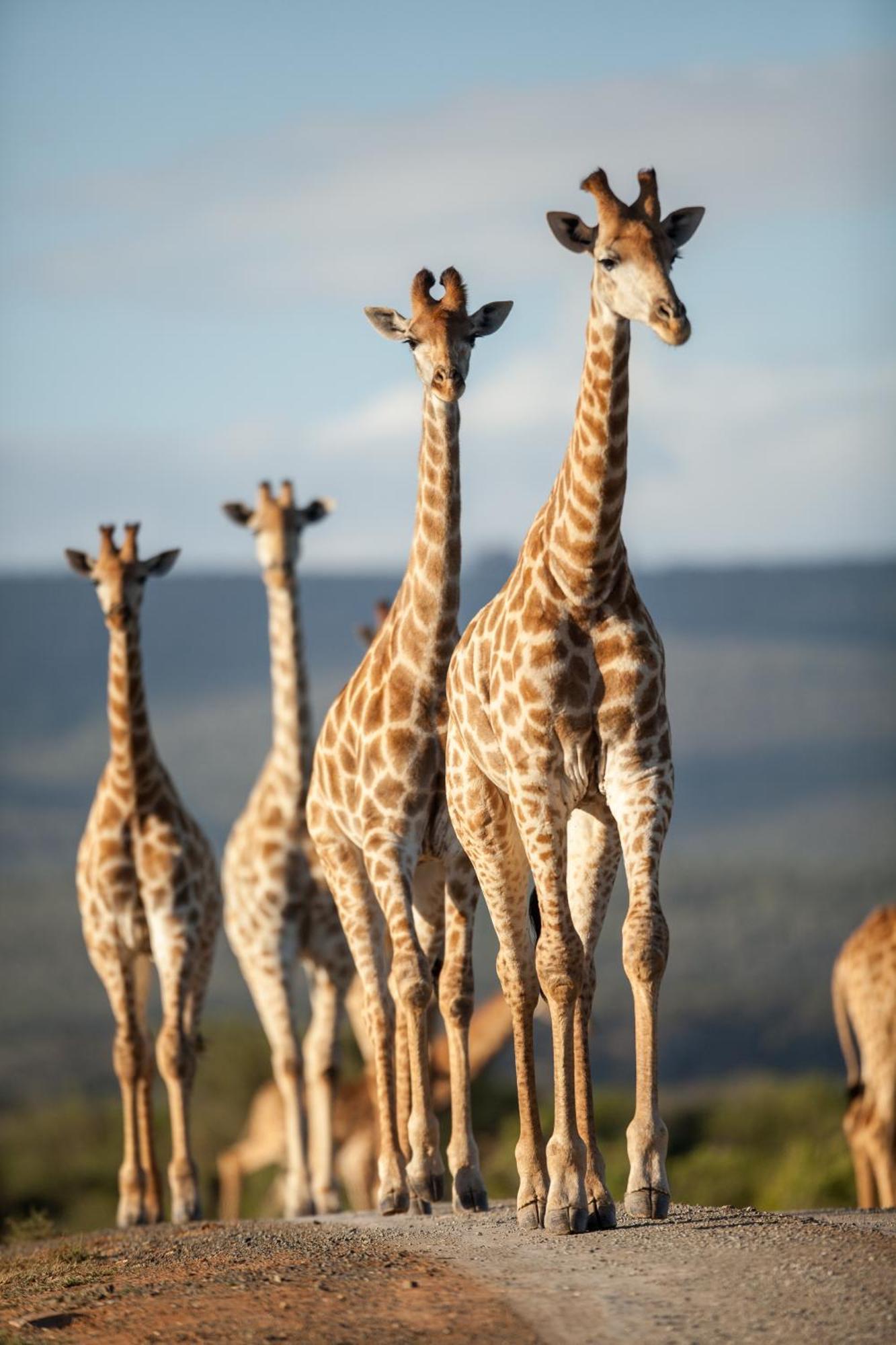 Kwandwe Private Game Reserve - Great Fish River Lodge Grahamstown Exterior foto