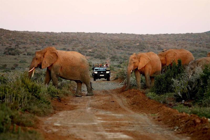 Kwandwe Private Game Reserve - Great Fish River Lodge Grahamstown Exterior foto