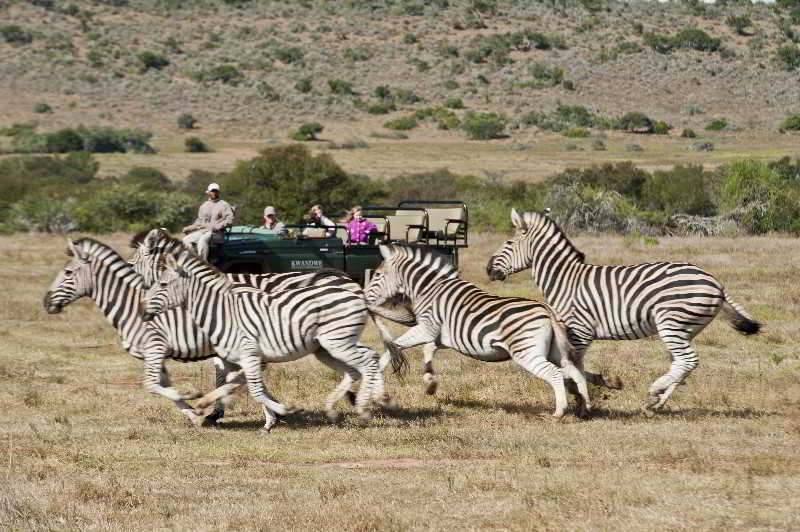 Kwandwe Private Game Reserve - Great Fish River Lodge Grahamstown Exterior foto